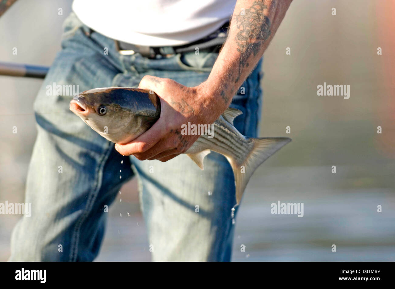 Fisherman removing the hook from the mouth of a fish Stock Photo - Alamy