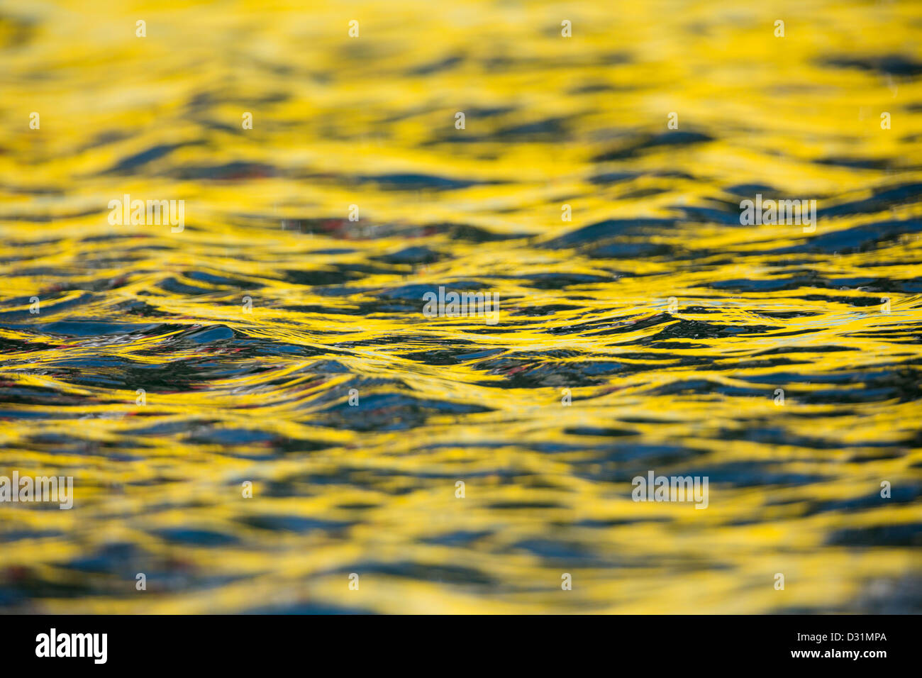 Yellow Pattern on the Sea; Newlyn; Cornwall; Colour Reflection from Boat; Stock Photo