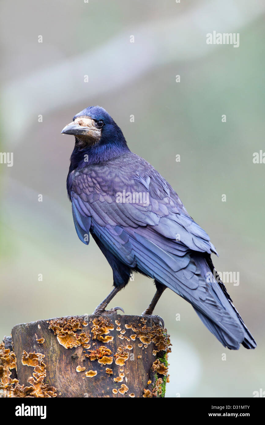 Rook; Corvus frugilegus; UK Stock Photo - Alamy