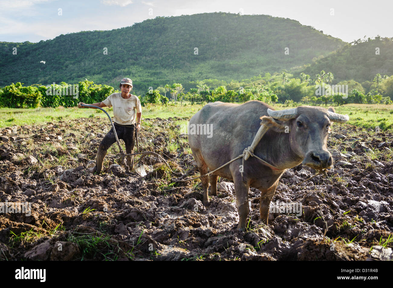 Man preparing the fields to plant rice, Coron island, Philippines, Asia Stock Photo
