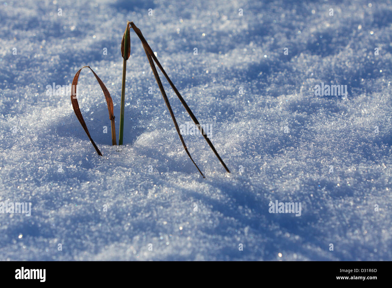 Grass sticking up through freshly fallen snow Stock Photo