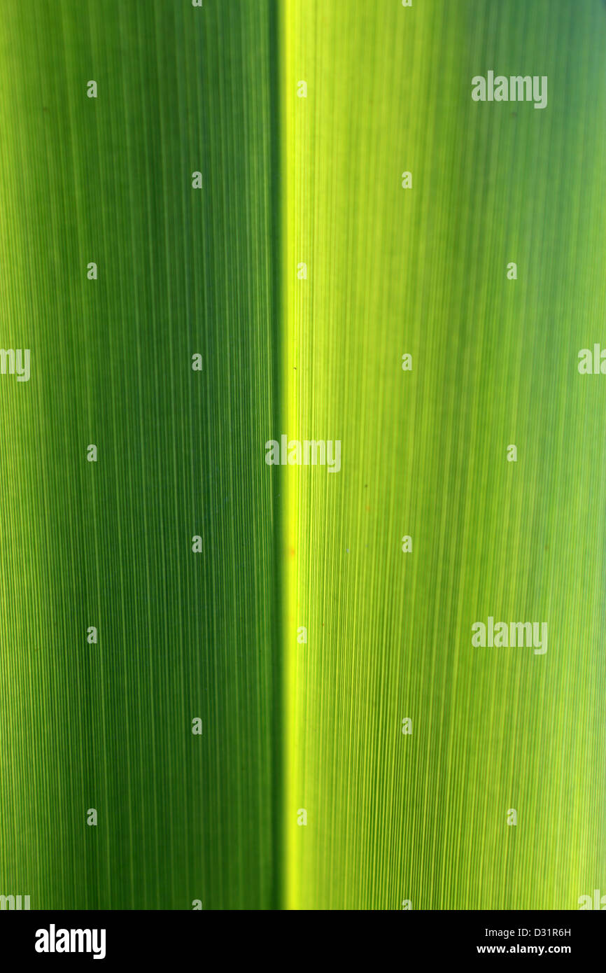 New Zealand flax green detail Stock Photo Alamy