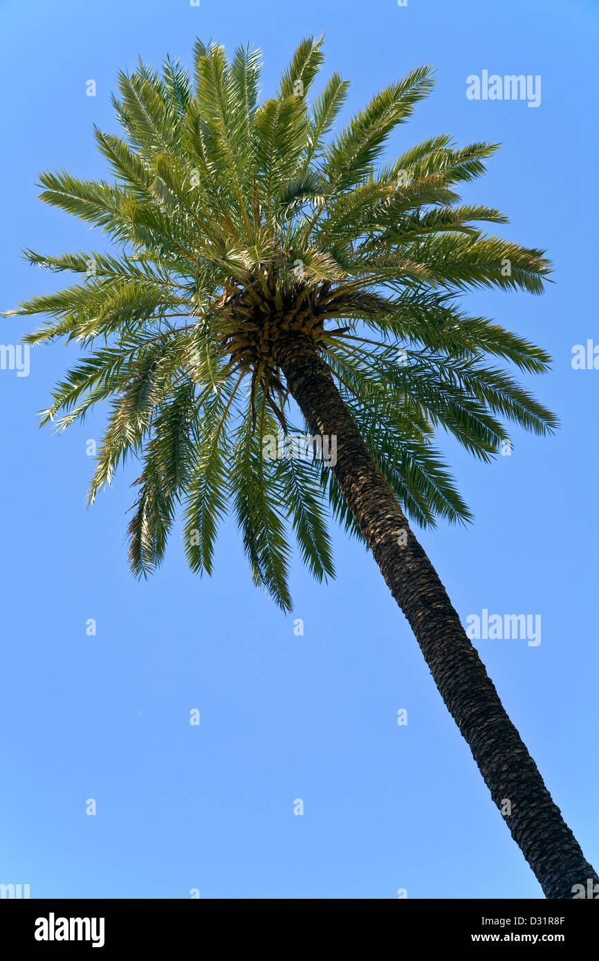 Palm tree in the garden of the Alcazar in Cordoba, Andalucia, Spain