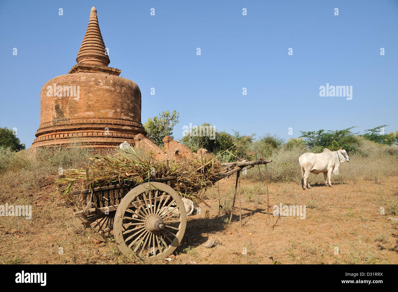 Oxcart in front of Stupa, Historical Site of Bagan, Burma, Myanmar Stock Photo