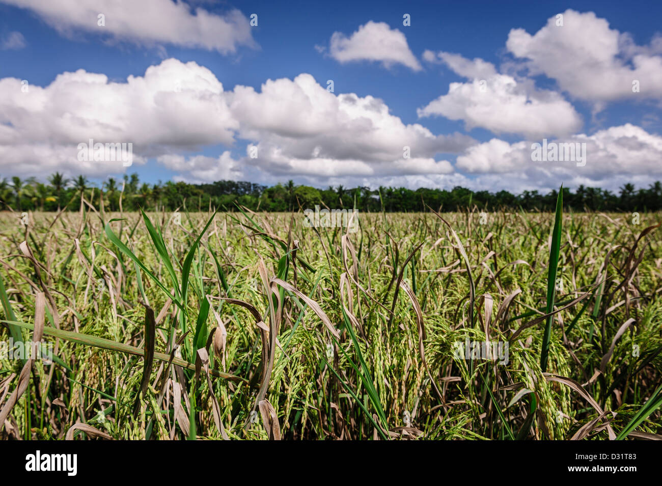 Ricefields landscape, Panay island, Philippines, Asia Stock Photo