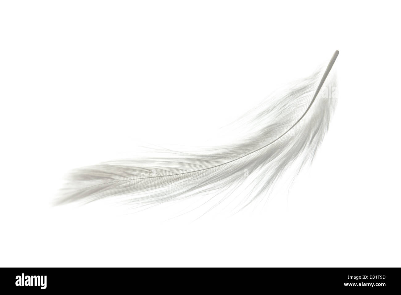 feather white on white background Stock Photo