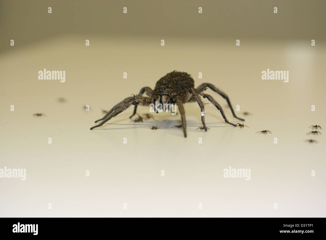 The Female Wolf Spider (Lycosa godeffroyi) Carrying Spiderlings Stock Photo