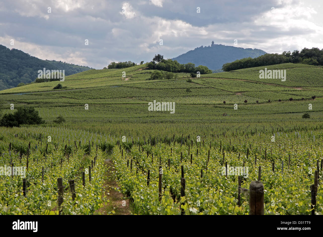 Castle and vineyard in spring time near Dambachlaville, Alsace