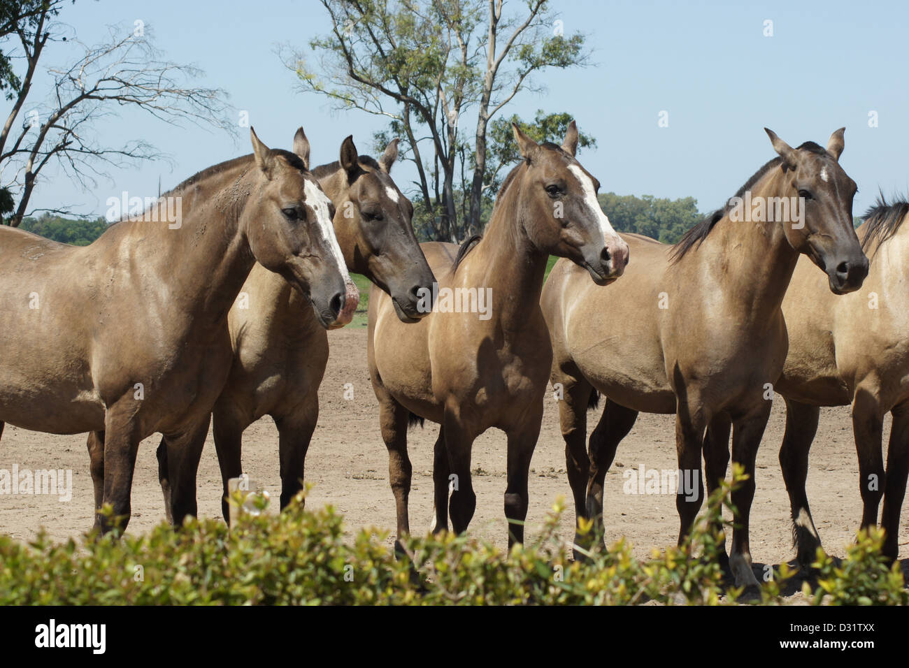 Pampa horse hi-res stock photography and images - Alamy