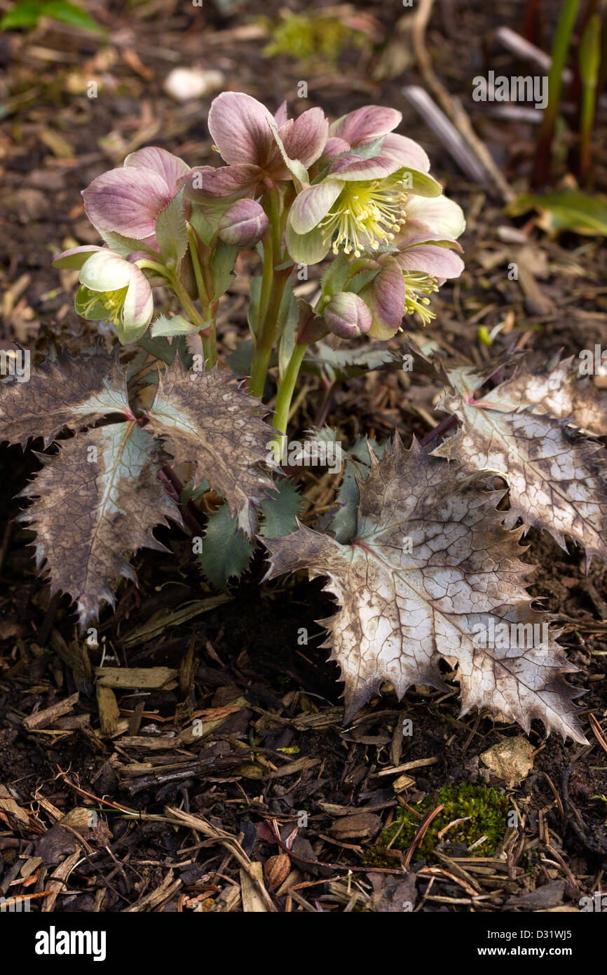 Silver dollar plant hires stock photography and images Alamy
