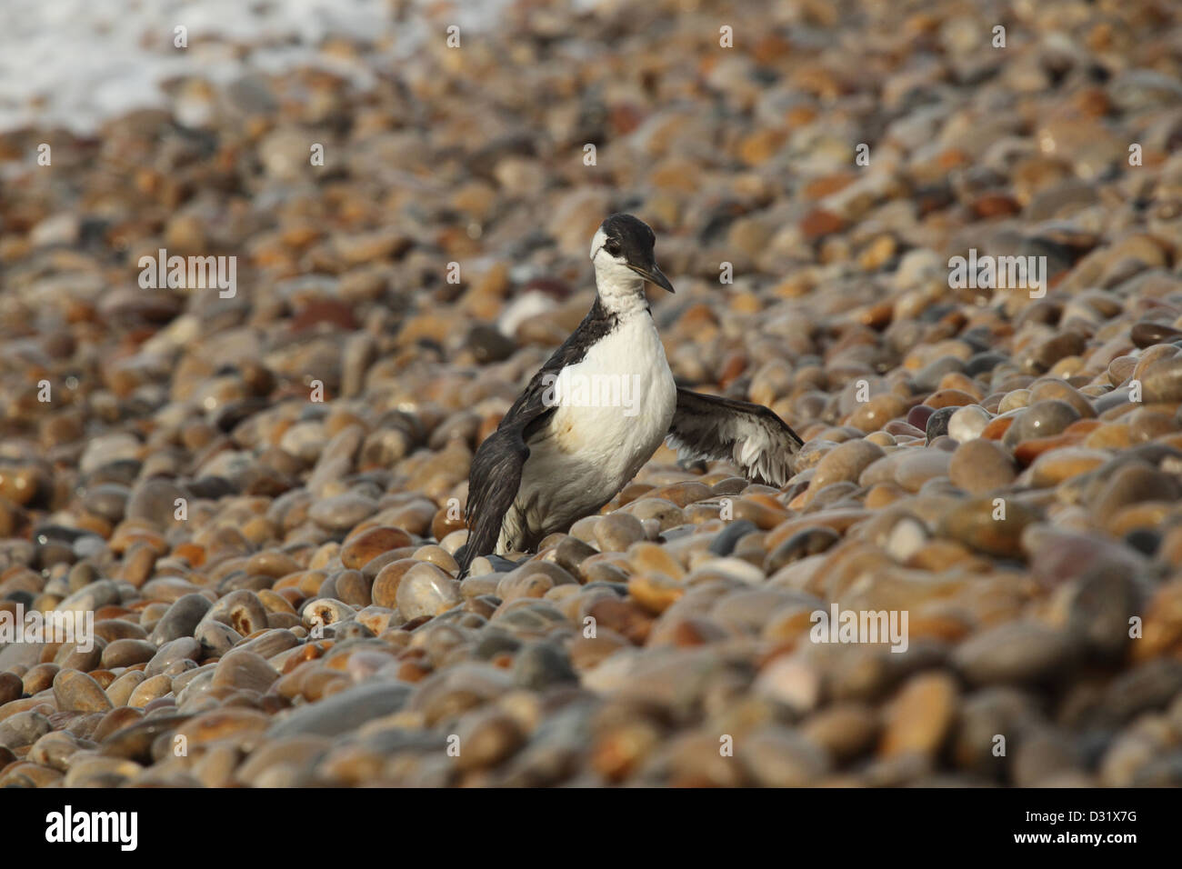 Guillemots contaminated with Polyisobutene after pollution incident off the Dorset coast , January / February 2013 . Stock Photo