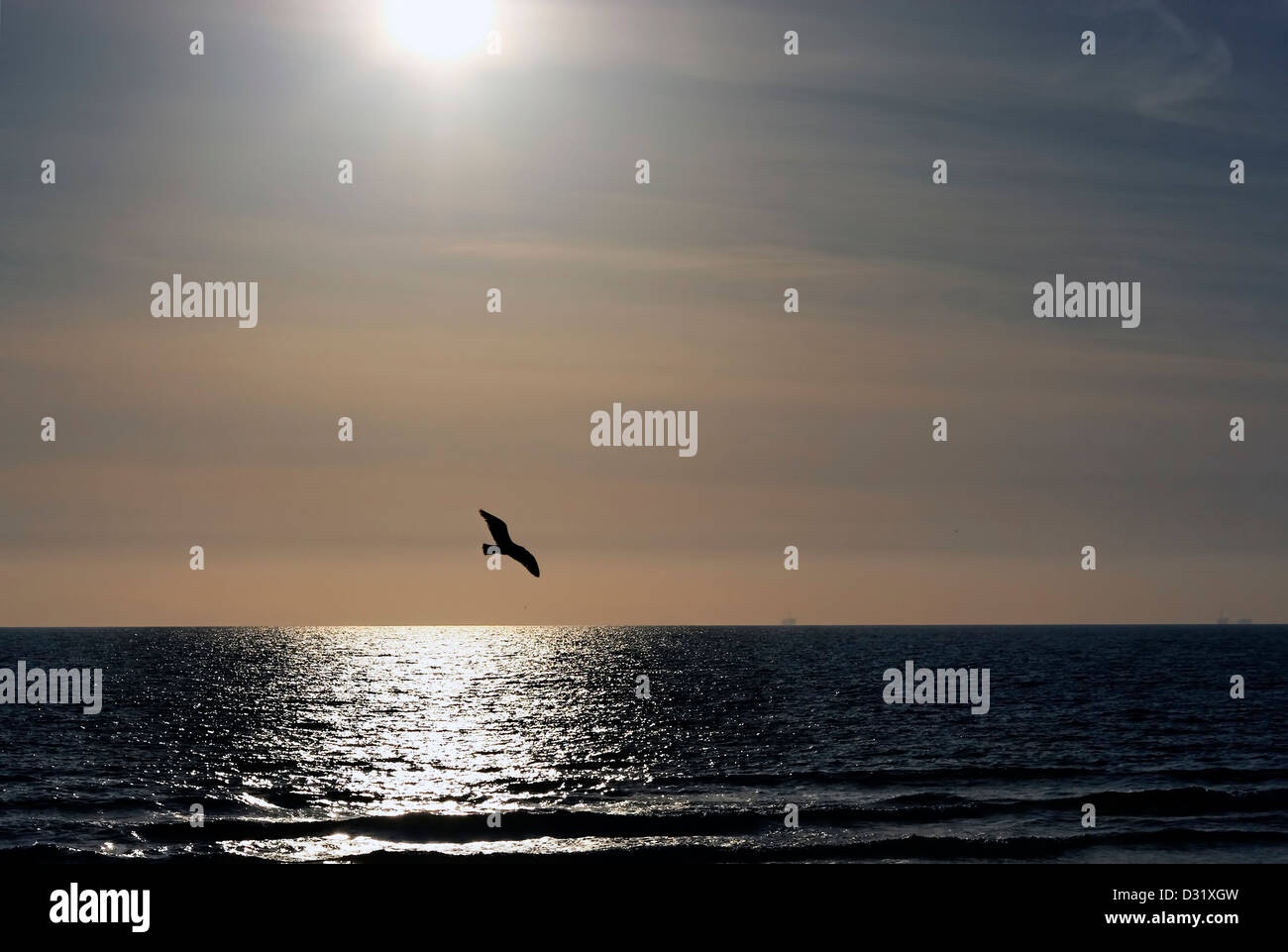 Freedom bird hi-res stock photography and images - Alamy