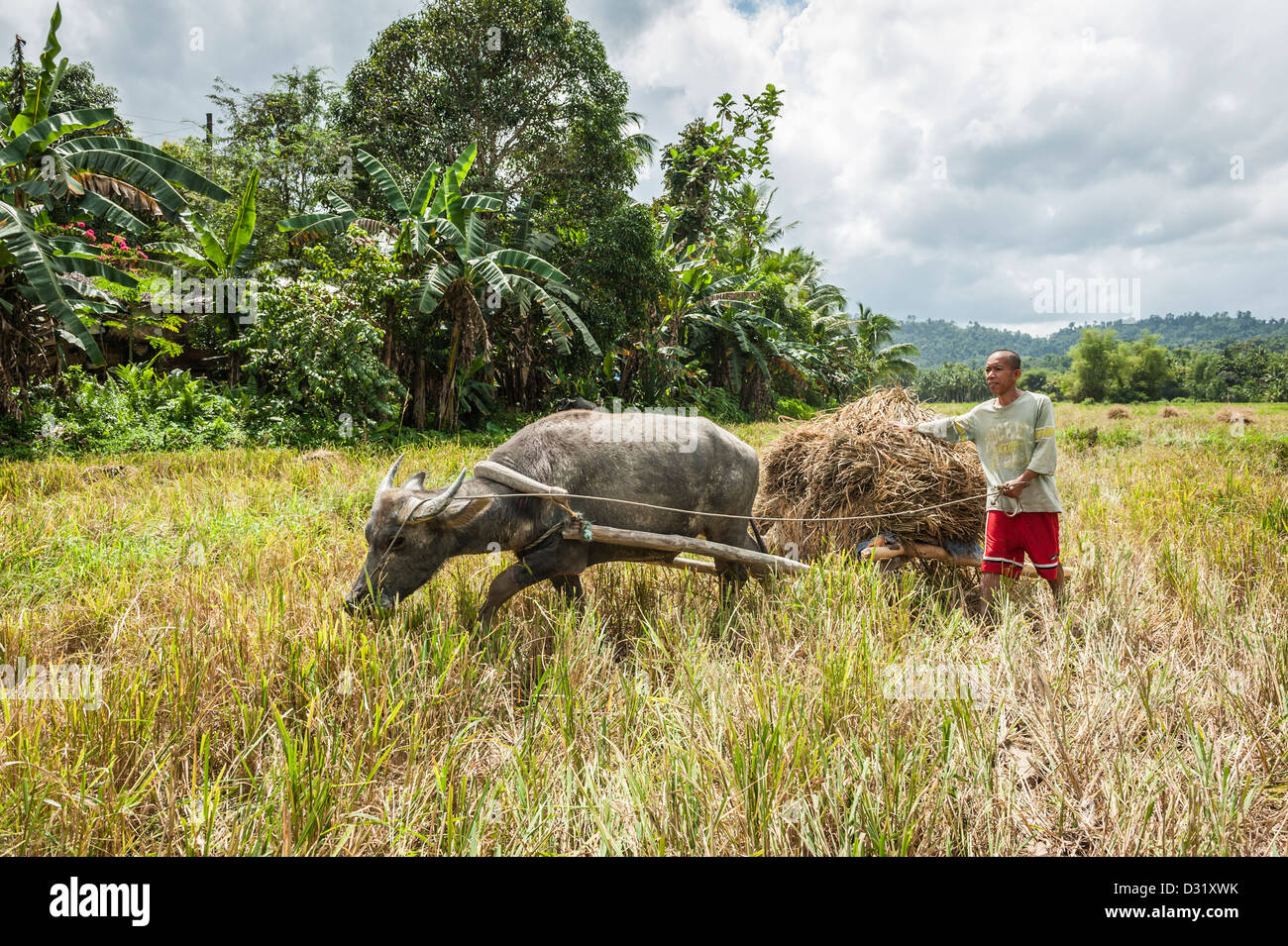 Man collecting rice hi-res stock photography and images - Alamy