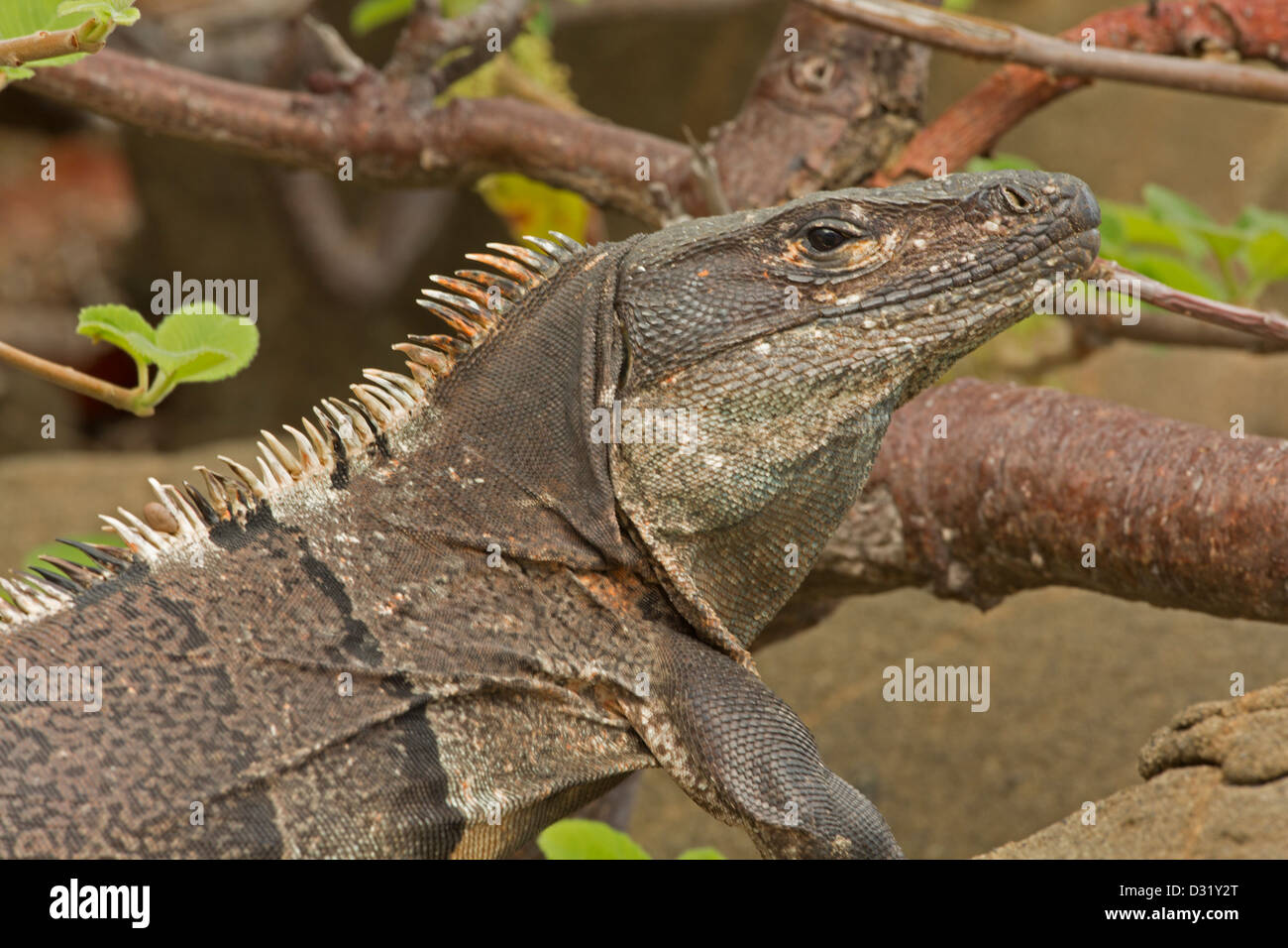 Spiny-tailed Iguana - (Ctenosaura similis) - Costa Rica - Tropical dry forest - Santa Rosa National Park, Murcielago Islands Stock Photo