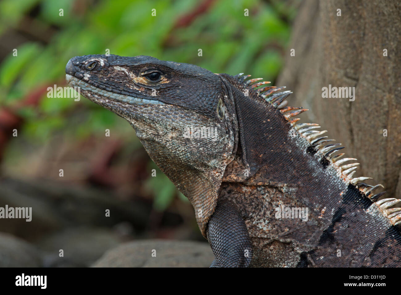Spiny-tailed Iguana - (Ctenosaura similis) - Costa Rica - Tropical dry forest - Santa Rosa National Park, Murcielago Islands Stock Photo