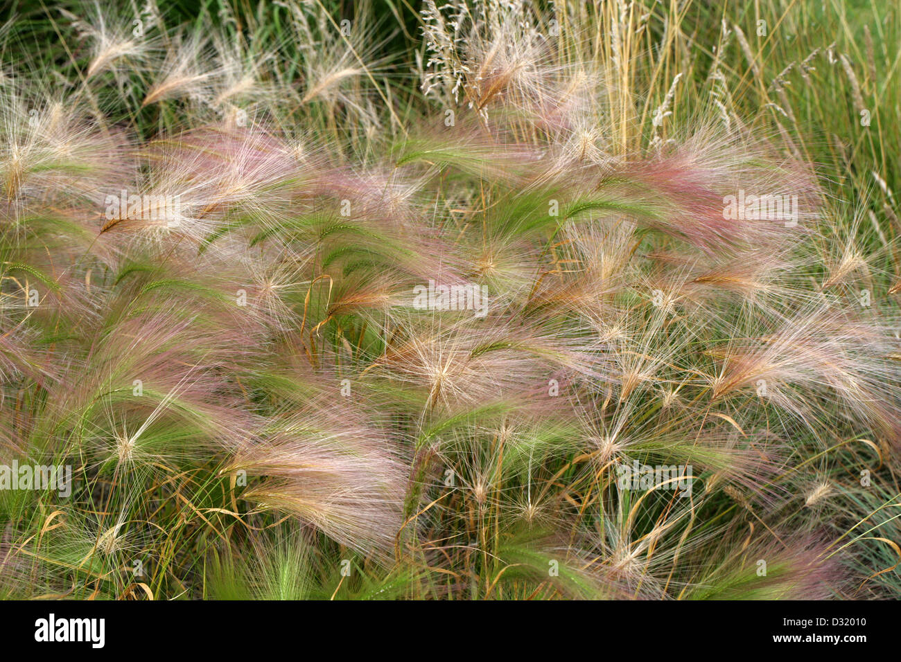 Foxtail Barley, Hordeum jubatum, Poaceae. North America. Aka Squirrel-Tail, Squirrel-Tail Barley, Squirrel-Tail Grass. Stock Photo