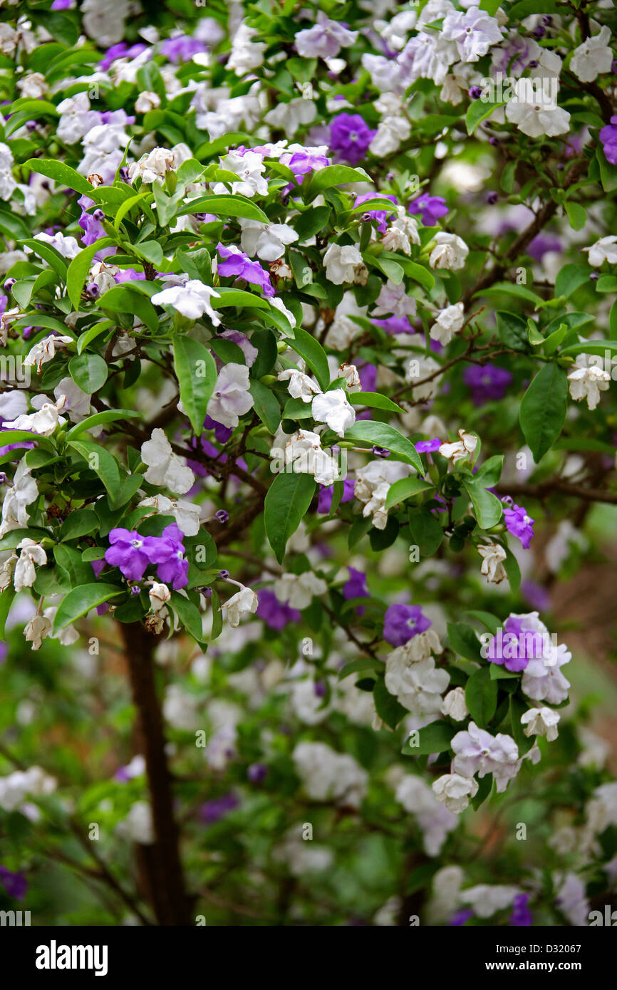 Yesterday, Today and Tomorrow Plant, Brunfelsia pauciflora, Solanaceae. Tsarasaotra Park