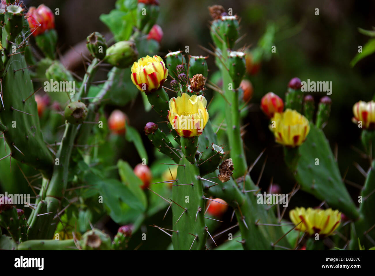 Nopal Coyotillo, Opuntia azurea, Cactaceae. Mexico and Southern USA. Stock Photo