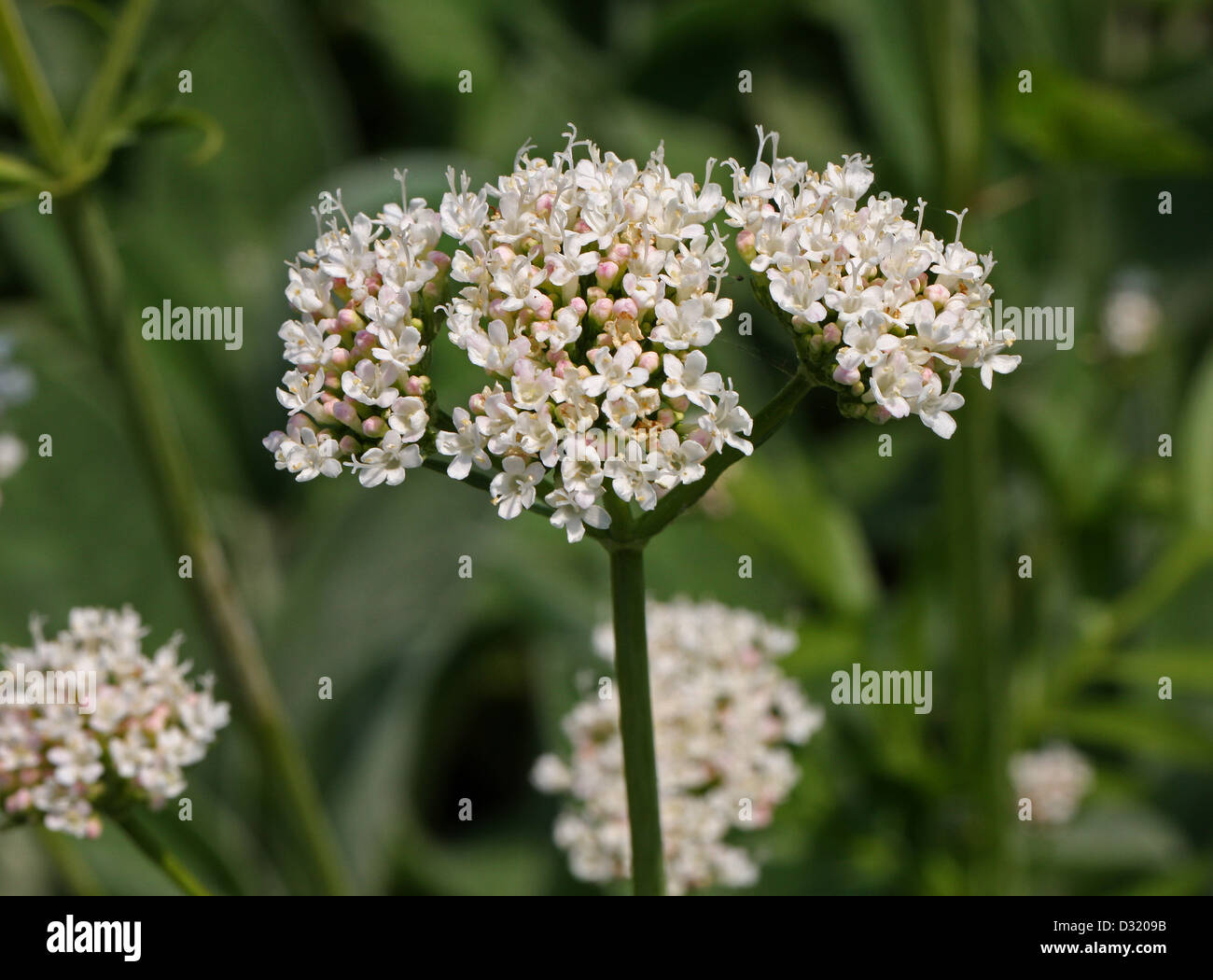 Cretan Spikenard, Valeriana phu, Valerianaceae. Europe. A Type of Valerian. Stock Photo