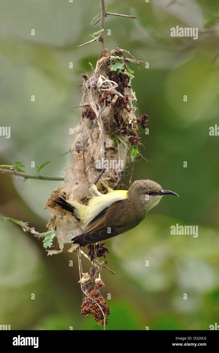 The Purple Sunbird, Cinnyris asiaticus is a small sunbird. Building nest Stock Photo