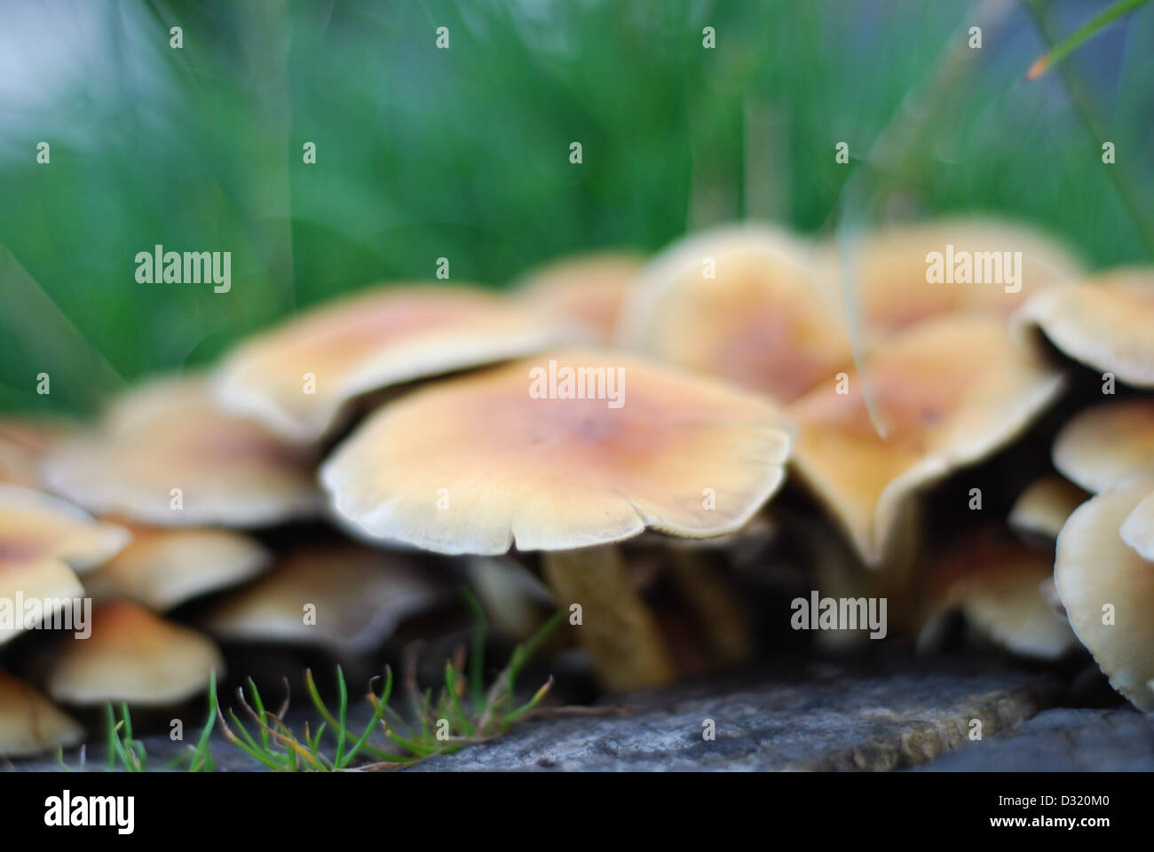 Close up artistic image of a cluster of small mushrooms and fungi around a cut tree stump on grass with shallow depth of field Stock Photo