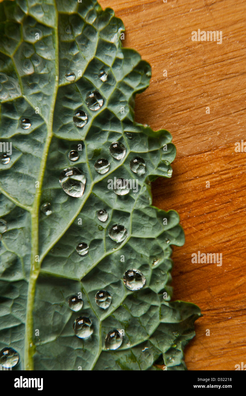 Water droplets on kale leaf Stock Photo