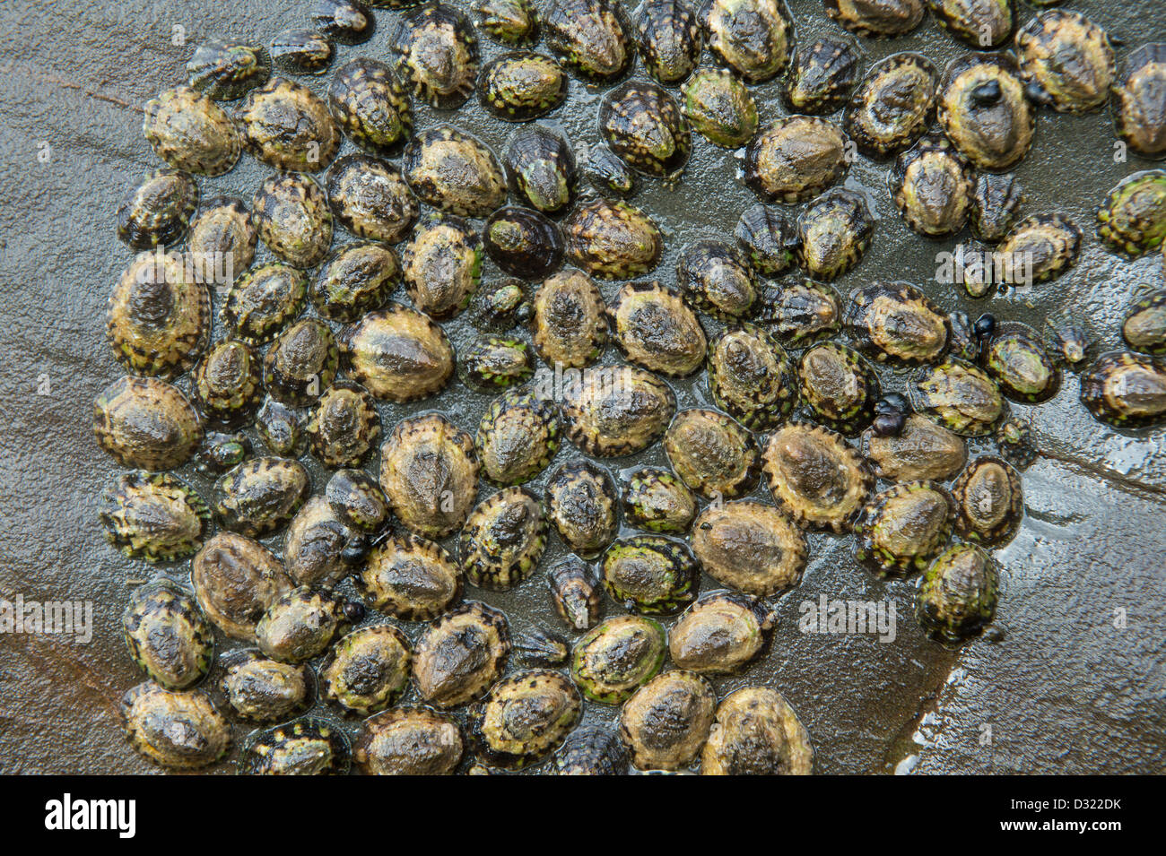 Clams stuck to rock on beach Stock Photo Alamy