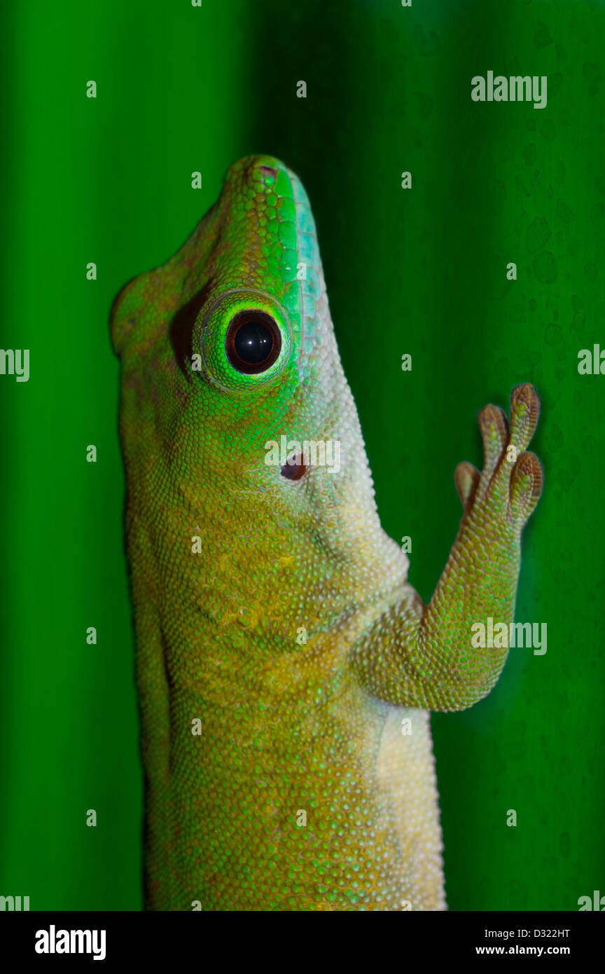 Phelsuma - Koch's Day Gecko (Phelsuma madagascariensis kochi). A subspecies of Giant Madagascan Day Gecko Stock Photo