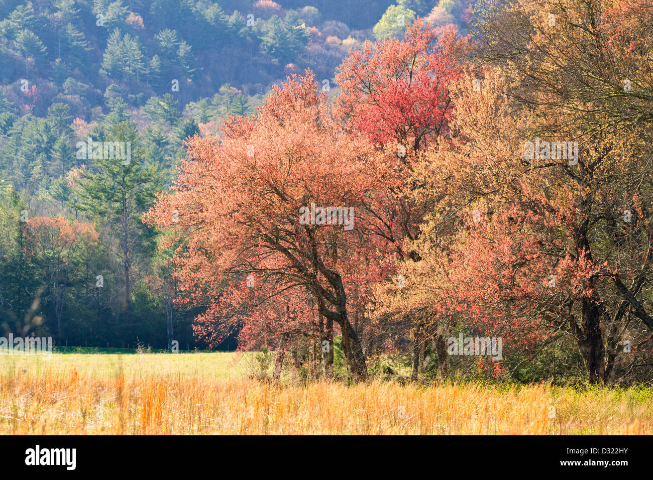 Spring Colour Tree Spring buds trees forest hi-res stock photography and images - Alamy