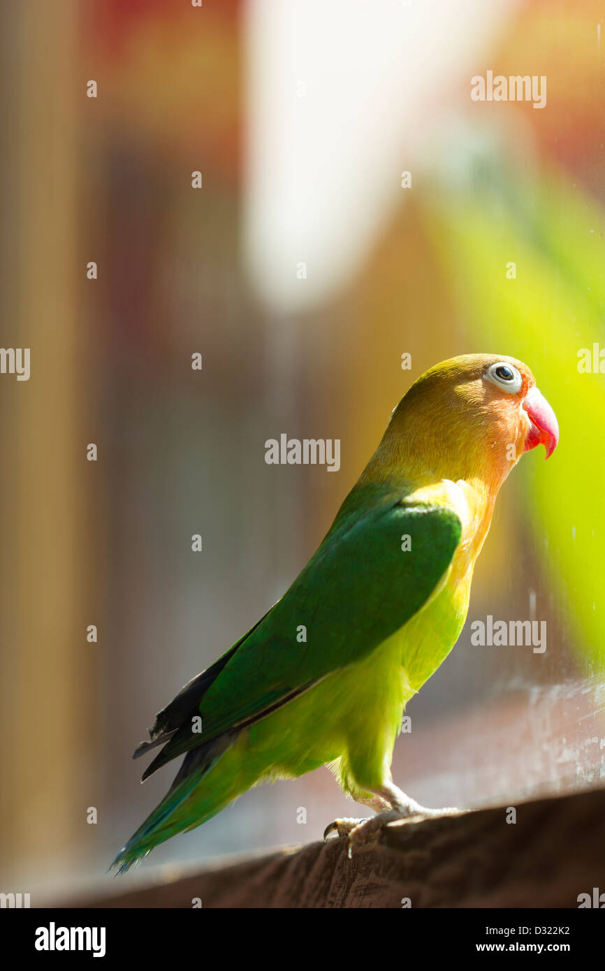Bird Animal Color Wildlife Stock Photo Alamy