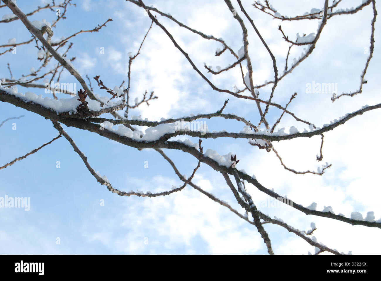 A snow covered tree in winter against a bright blue sky background with ...