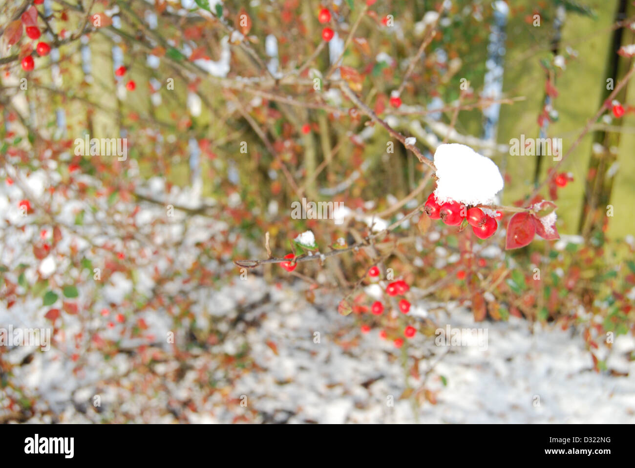 A red berry bush with a lump of snow on the ripe berry for birds to eat in the cold winter planted against a fence in a garden Stock Photo