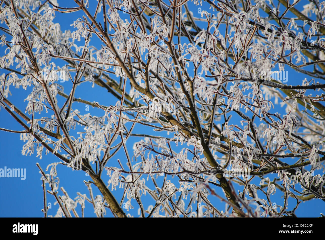 A snow covered tree in winter against a bright blue sky background with ...