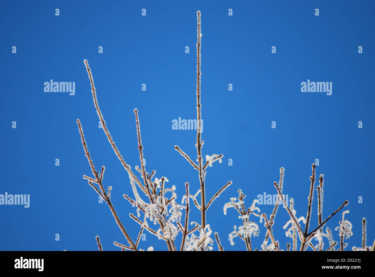 A snow covered tree in winter against a bright blue sky background with ...