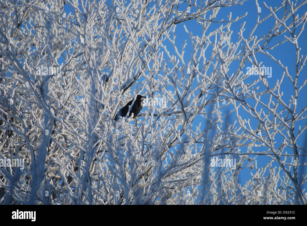 A snow covered tree in winter against a bright blue sky background with a crown raven jackdaw bird in the branches contrasting Stock Photo