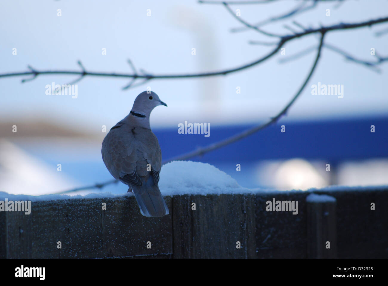 A dove pigeon on a fence as it gets dark covered in snow looking to the right of the frame with a blue background and cool tones Stock Photo
