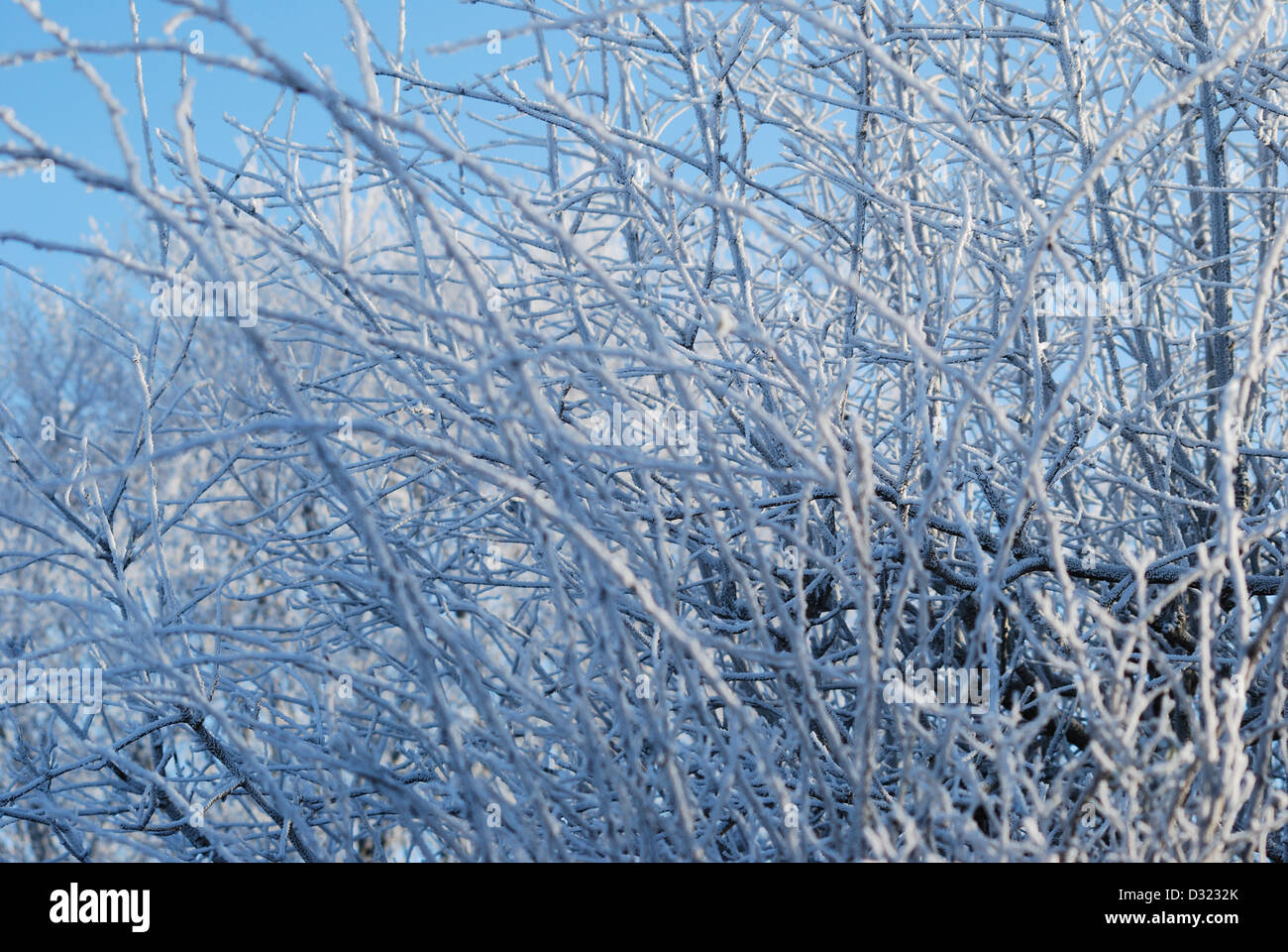 A snow covered tree in winter against a bright blue sky background with ...