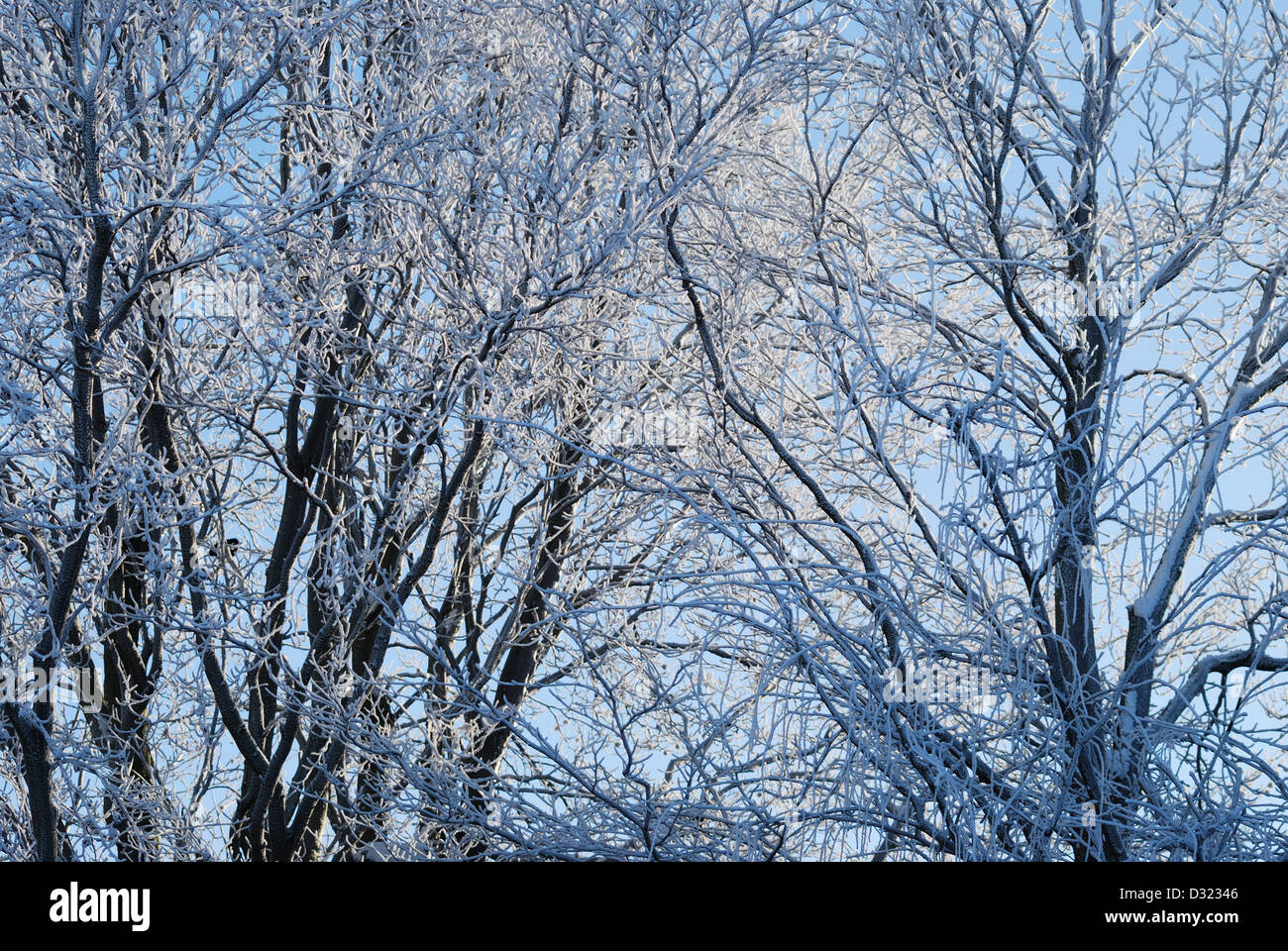 A snow covered tree in winter against a bright blue sky background with ...
