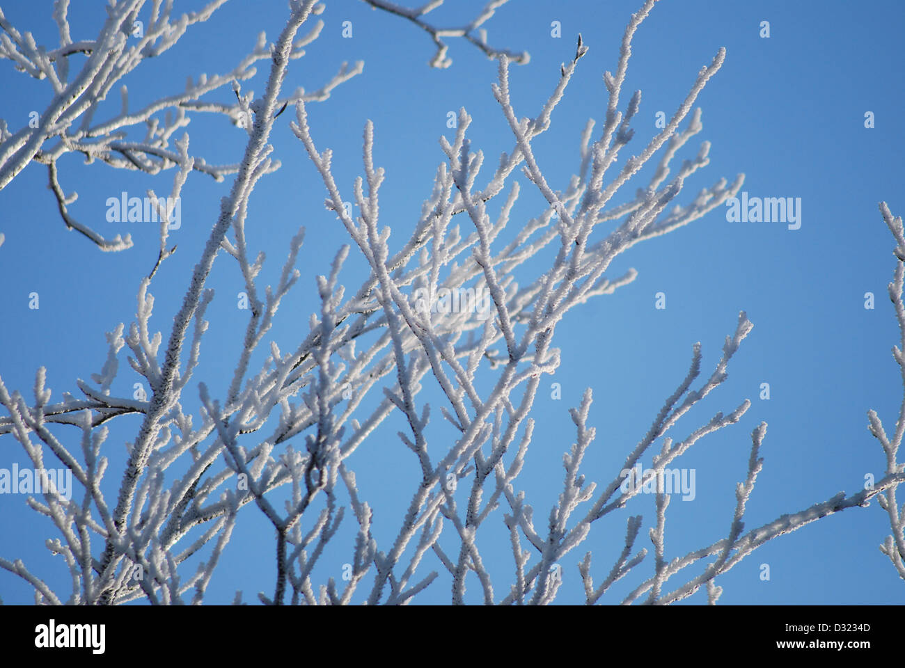 A snow covered tree in winter against a bright blue sky background with ...