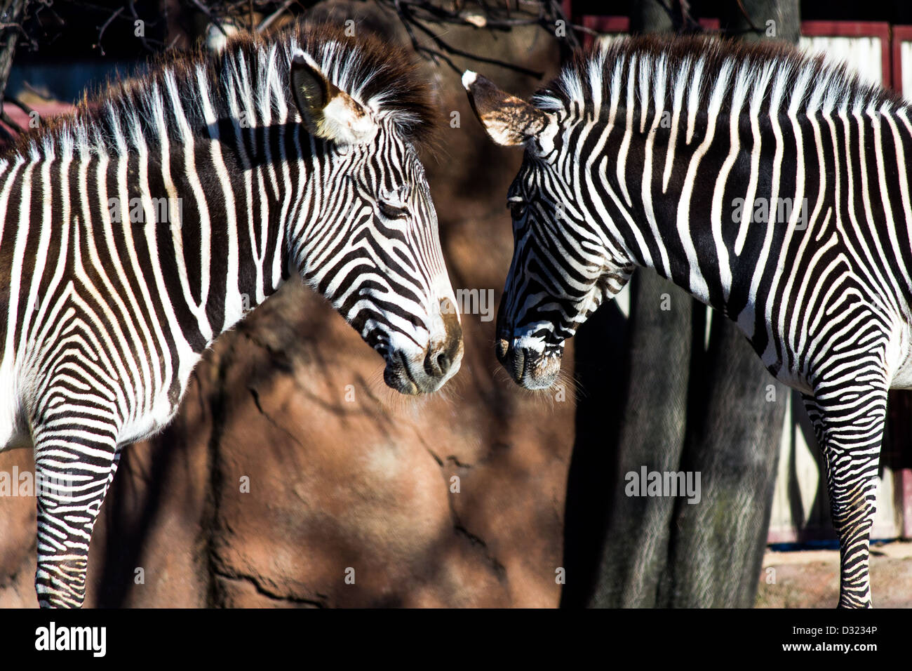 Two zebras facing each other Stock Photo Alamy