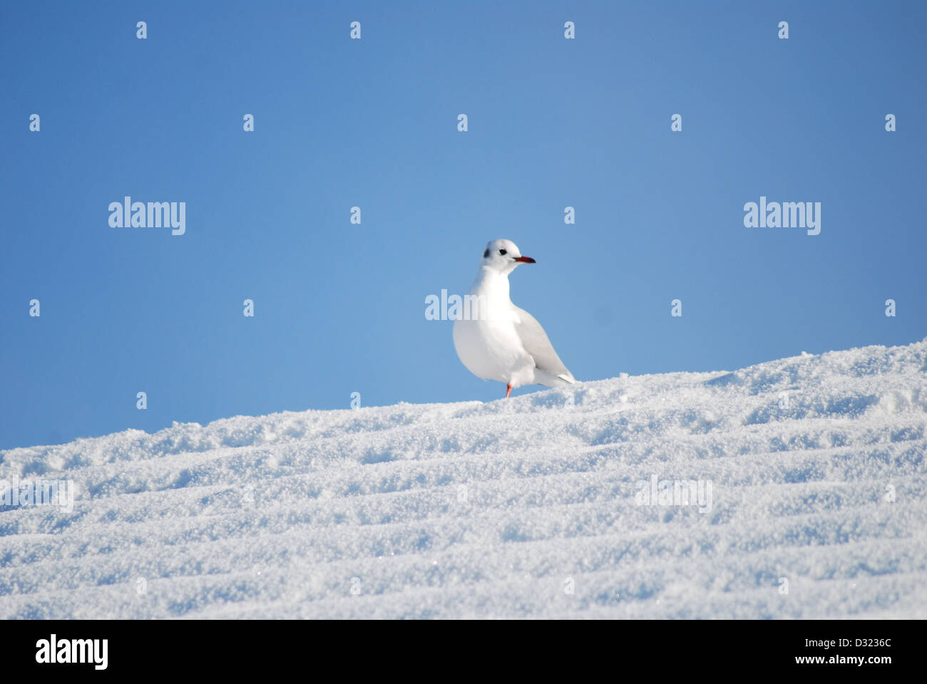 A seagull on a rooftop covered in snow in winter with a bright blue sky background with very simple composition and vibrant Stock Photo