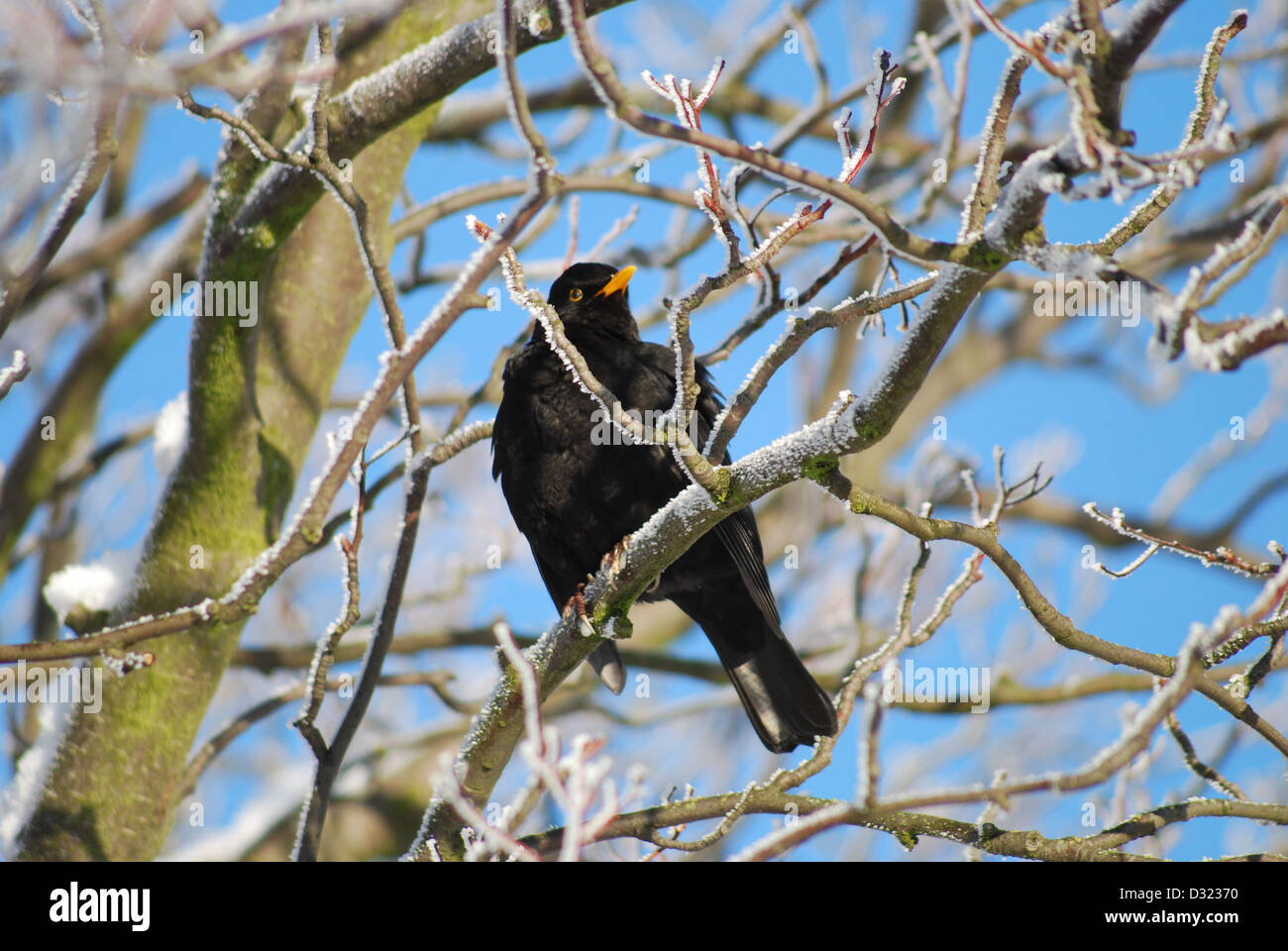 A blackbird on a branch of a tree in winter covered in snow and frost against a blue sky background with the bird looking at sun Stock Photo