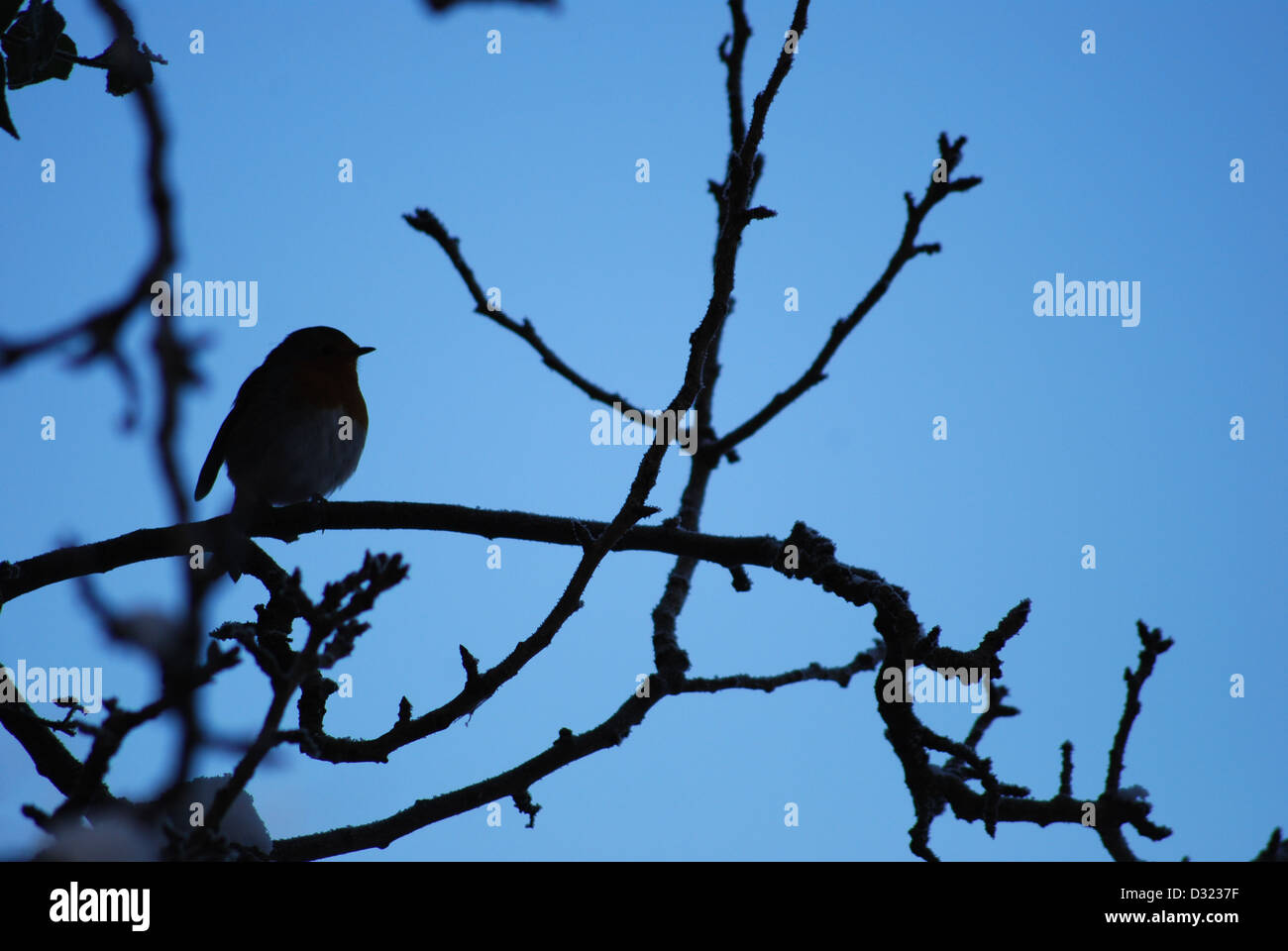 A robin bird on a branch covered in snow, a silhouette shadow against a blue sky background on a tree growing new leaves looking Stock Photo