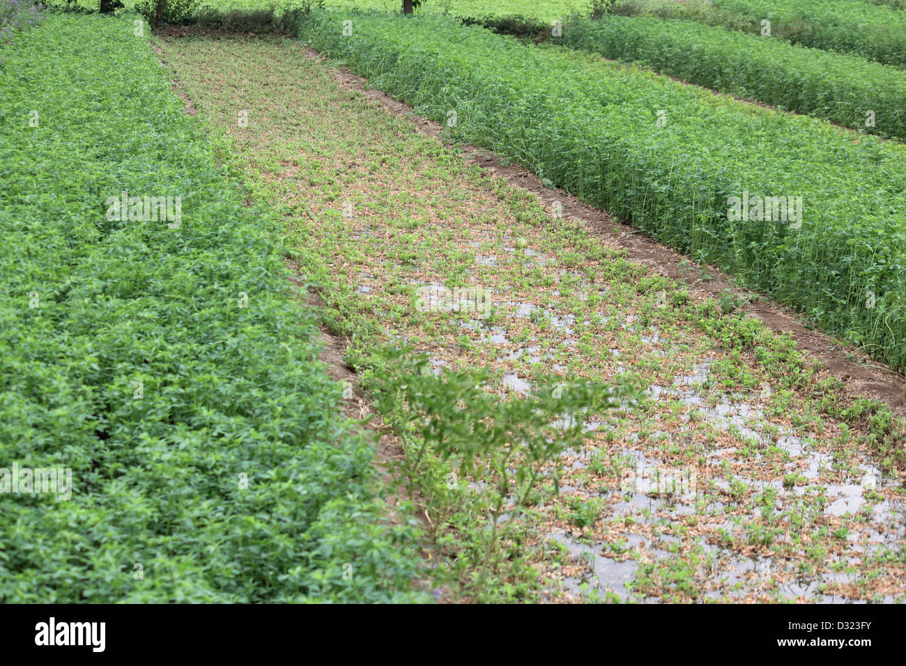 Coriander, Coriandrum sativum grown as field crop Stock Photo Alamy