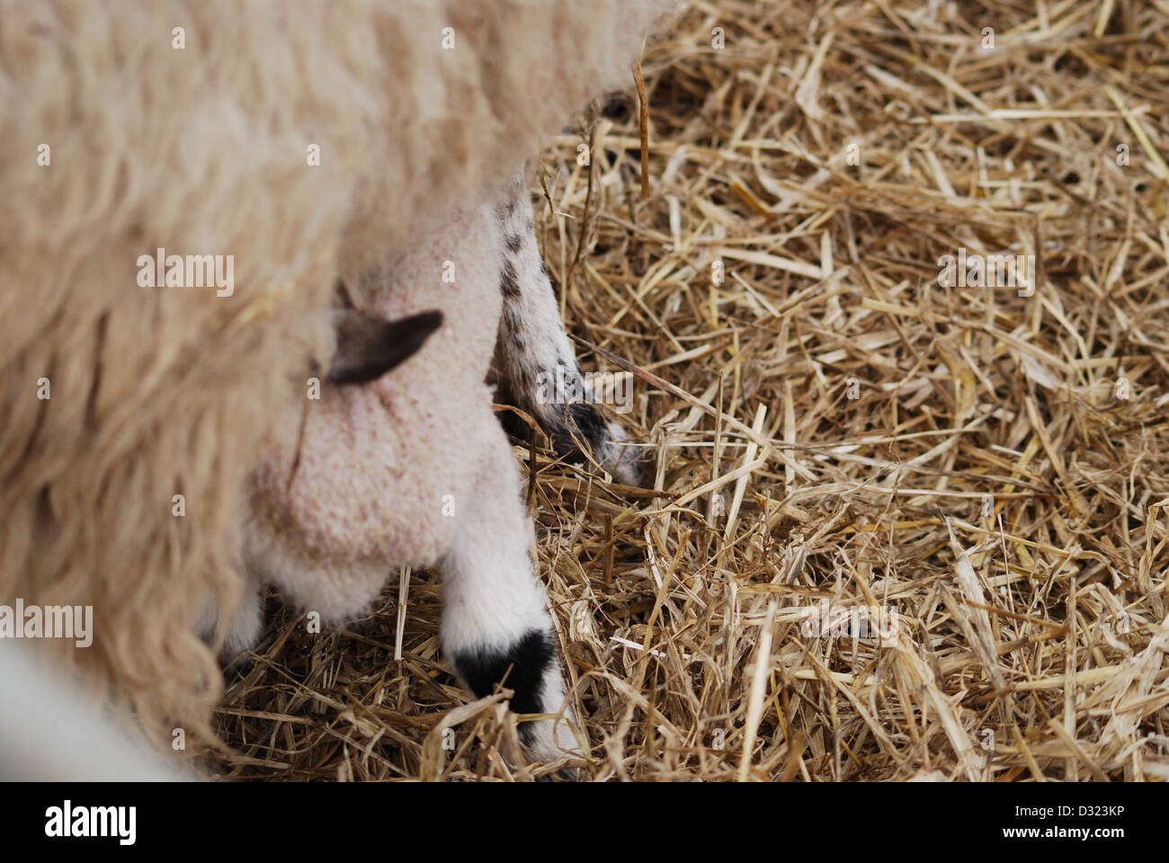 A new born lamb suckling and feeding from its mother in a pen full of