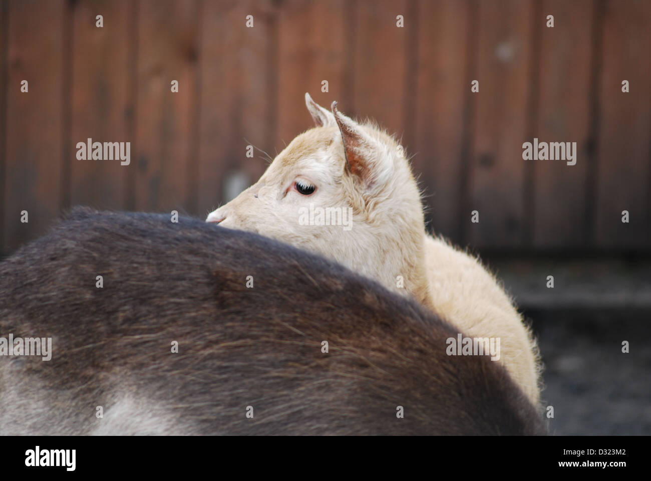 A young deer with yellow blonde blond white fur looking over mothers back which is brown in its pen at the petting zoo or farm Stock Photo