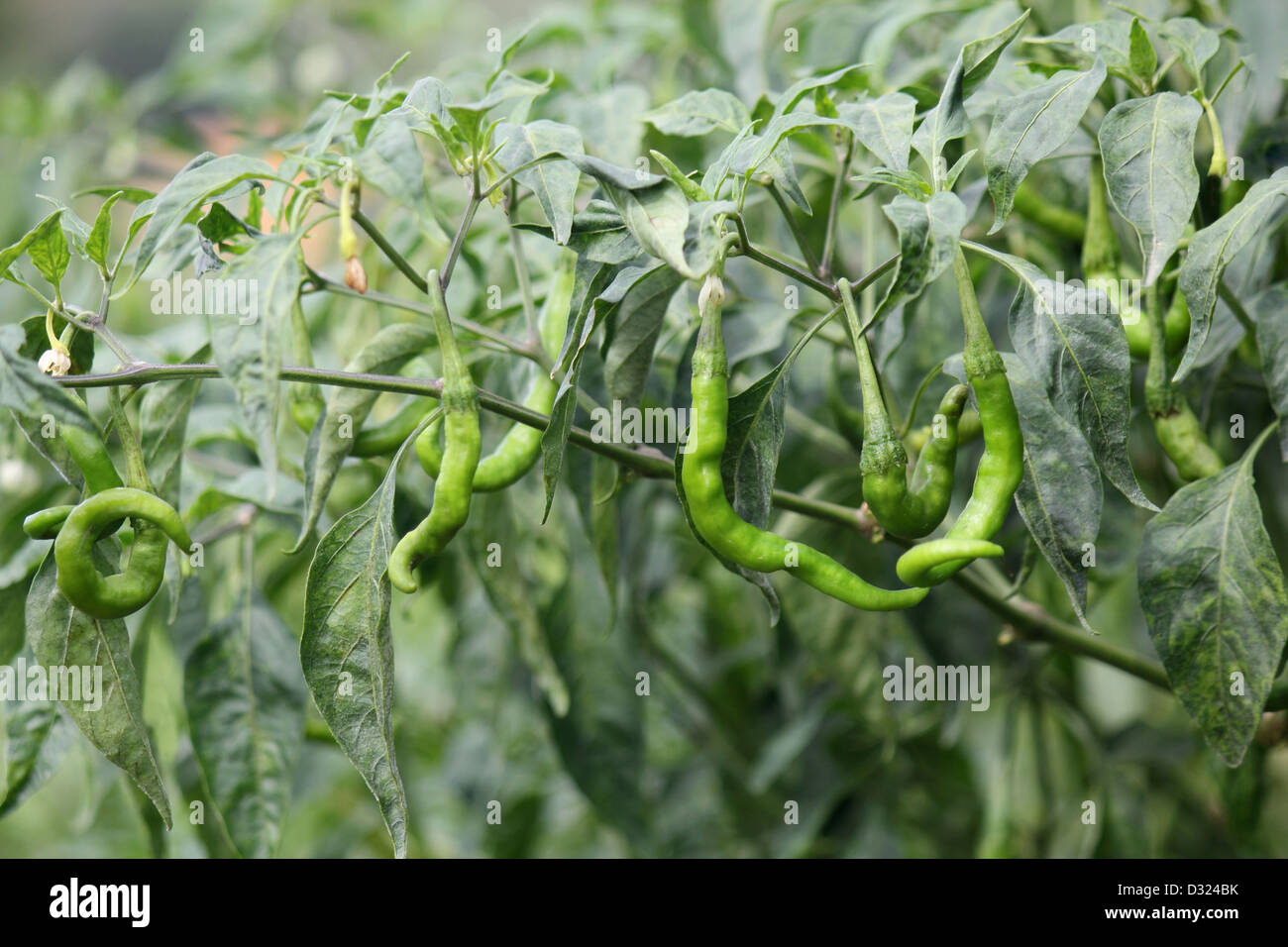 Chillies on plant hi-res stock photography and images - Alamy