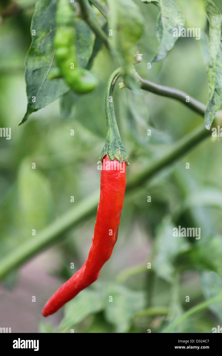 Red chilli on plant Stock Photo