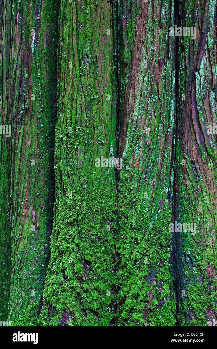 Fluted feature of the base of a Westren Red Cedar tree in a rain forest in Vancouver Stock Photo