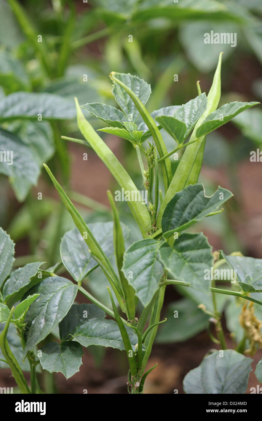Guar or cluster bean (Cyamopsis tetragonoloba) Stock Photo